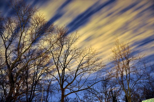 Long exposure of a winter night sky and barren trees