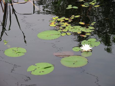 Lily pads and a single lotus flower.