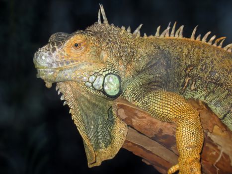 A macro shot of a beautiful iguana.