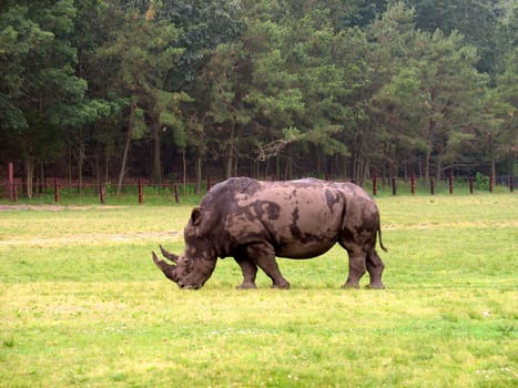 An African rhinocerous grazing in a field - a very big fellow.