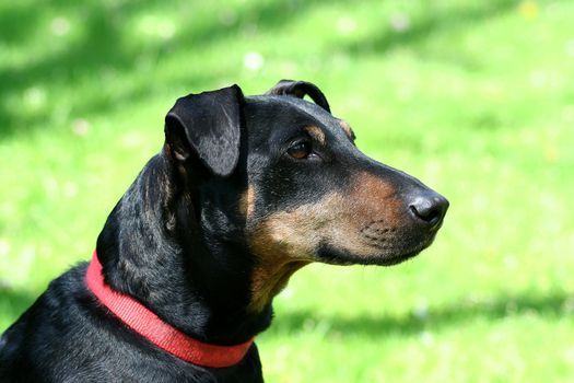 dog in front of green grass