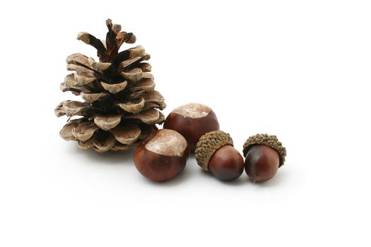 still life with chestnuts, acorn and a fir cone