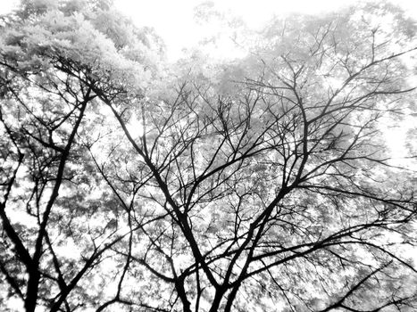 Trees with black branches and white leaves