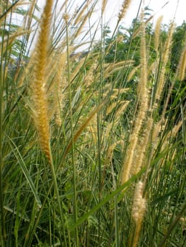 wild long grass swaying in the wind