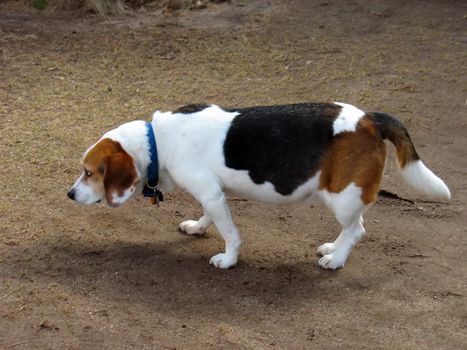 This beagle looks like it just did something really bad - check out the curly tail about to go between its legs.