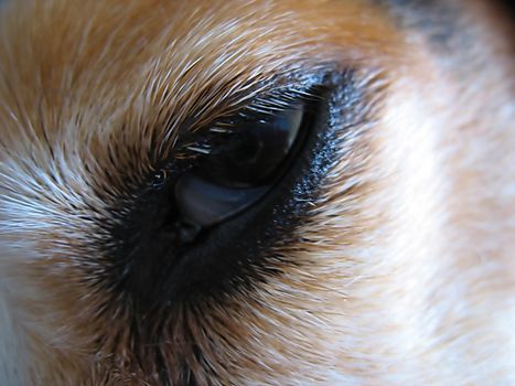 A closeup of a beagle's eye and facial fur.