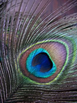 a nice peacock feather 