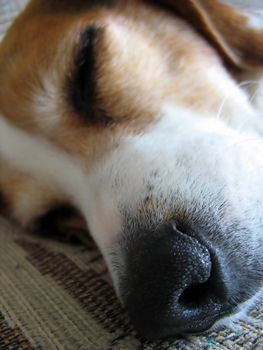 A macro shot of a sleeping beagle dog's nose and face.