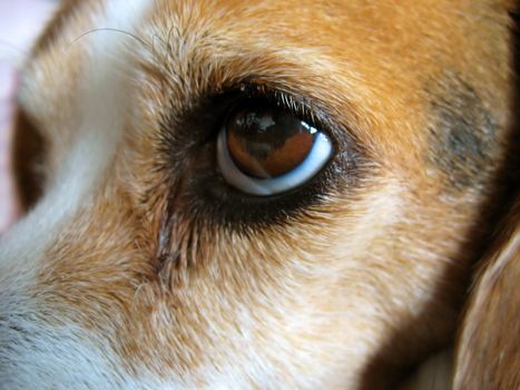 A closeup of a beagle's face - Molly.