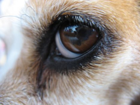 A closeup of a beagle's eye.