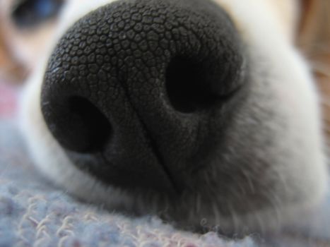 A macro shot of a beagle's nose.