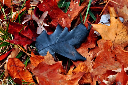 The Black Leaf of the family