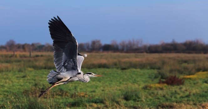 Image of a great grey heron  (Ardea cinerea) flying in a green field in autumn.
