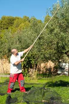 Traditional olive harvest, using poles and nets