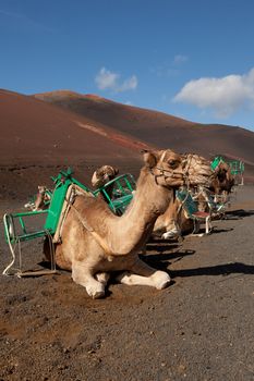 Resting Camel in Timanfaya