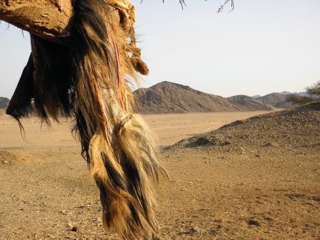 Goat skin in the desert wind in the Sahara