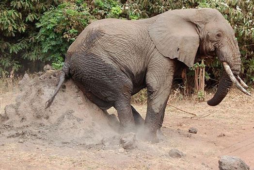 Elephant in the morning hygiene