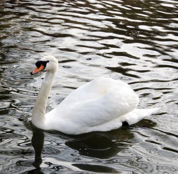 White swan