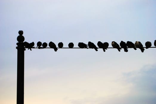 Birds sitting on an electrical cord.