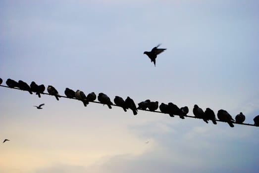 Birds sitting on an electrical cord.