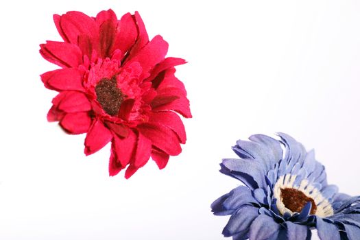 Red and purple daisy flower in a close up image