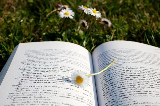 Daisy on a open book