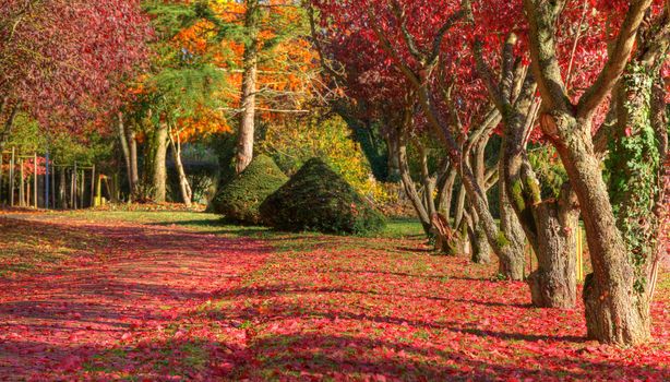 Beautiful autumn path full of red leaves in a park.