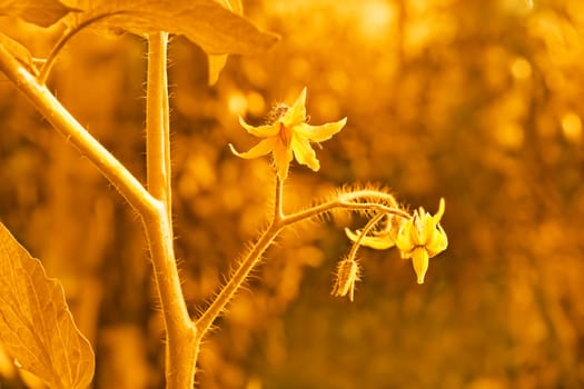 Blossom of tomatoes flowers close-up. Golden vintage sepia