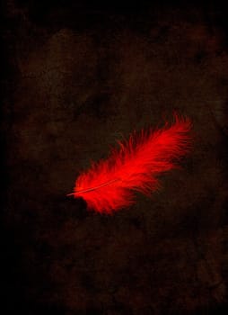 Red feather on dark background