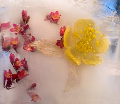 Flowers frozen in ice, art winter background.