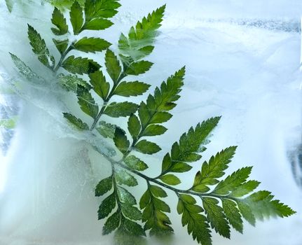 geen leaf frozen in ice, art winter background.