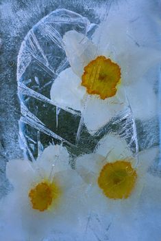 Frozen beautiful  narcissus flower.  blossomsin the ice cube 