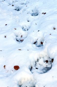 brown bear ( ursus arctos ) track in snow