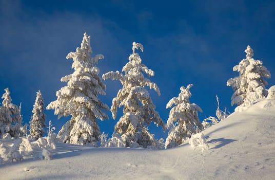 Winter landscape in the woods on a snowy hill