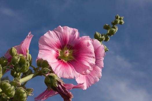 Beautiful malva (mallow) flower in close-up 