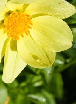 Flower of the dahlia in garden. Small depth to sharpness