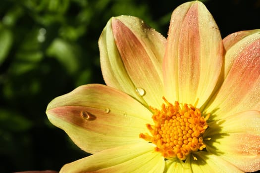 Flower of the dahlia in garden. Small depth to sharpness