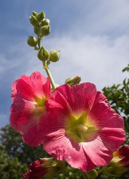 Beautiful malva (mallow) flower in close-up 