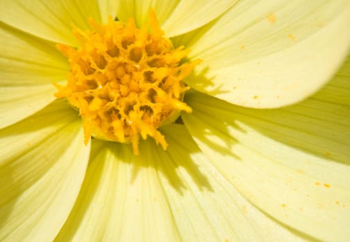 Flower of the dahlia in garden. Small depth to sharpness