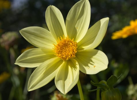 Flower of the dahlia in garden. Small depth to sharpness