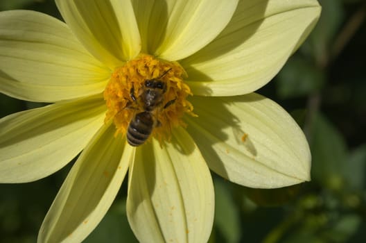 Flower of the dahlia in garden. Small depth to sharpness