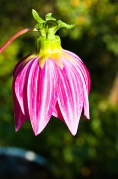 Flower of the dahlia in garden. Small depth to sharpness