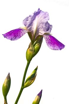 The beautiful bearded iris isolated on white