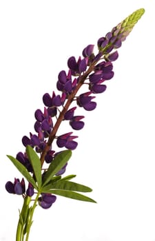 Purple lupin isolated on white - leaves and bloom