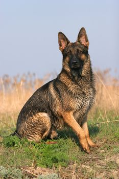 Portrait of wet sheep-dog (german shepherd) in summer