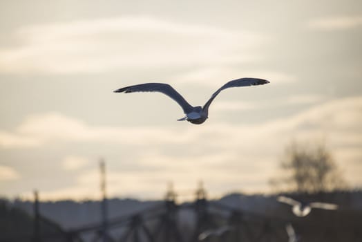 european herring gull, flying into the sunset over the tista river in halden (halden is a city in norway), the image is shot a march day in 2013.