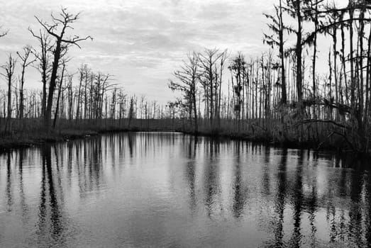 A view of the swamp in eastern  North Carolina. Show in Black and White