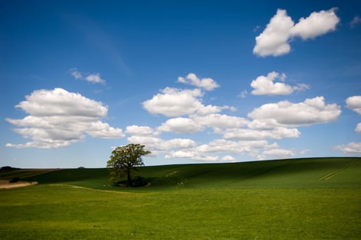 Landscape with a tree on a hill. The sky is blue with white clouds.