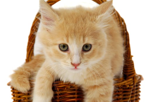 Sweet kitten resting in basket