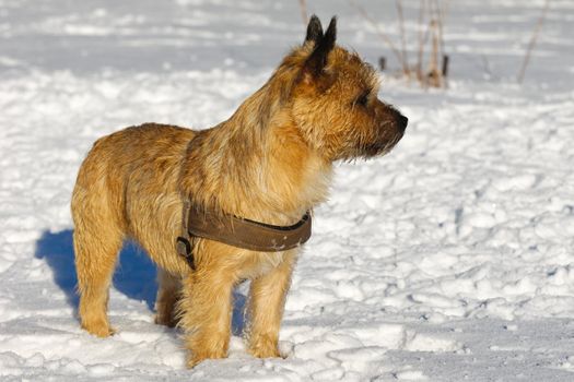 A dog is standing in the snow looking. The breed of the dog is a Cairn Terrier.